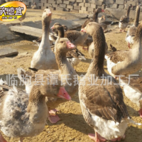 廠家供應(yīng) 灰鵝 大白鵝 田間放養(yǎng)鵝 歡迎咨詢(xún)